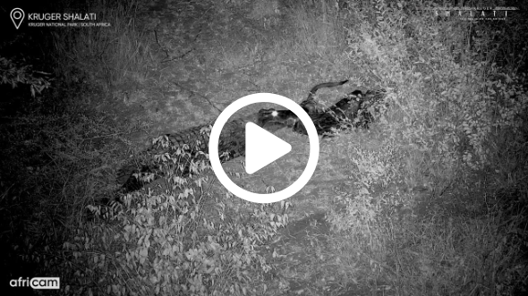 Crocodile Attempts to Steal Carcass from Spotted Hyena