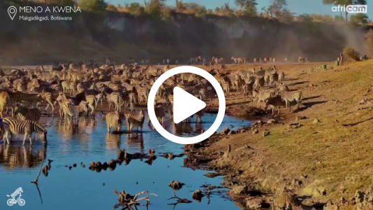Zebra Migration Madness at Meno a Kwena
