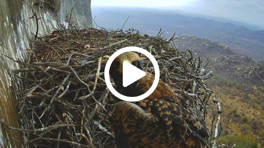 From Fluffy Chick to SOARING Eagle: An EPIC Journey