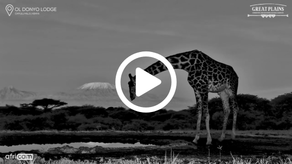 A Gorgeous Giraffe And Kilimanjaro