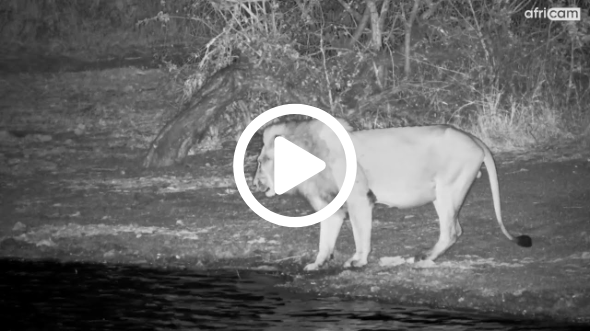 When Lightning Scares the Lion King