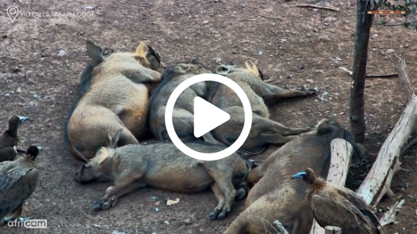Curious Vultures Mistake Sleeping Warthogs for Dinner