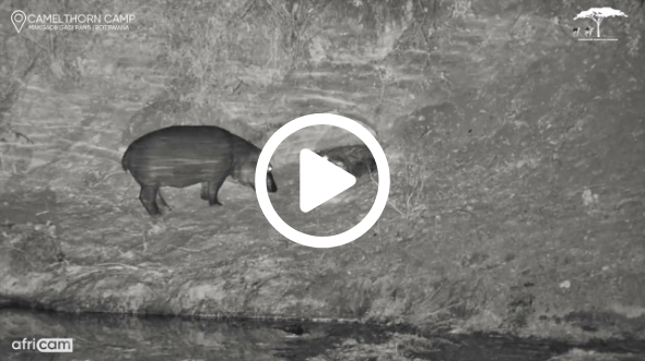 Hippo Keeps a Watchful Eye on Crocodile Den