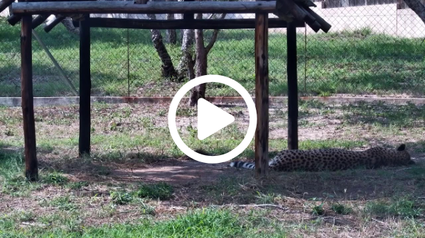 Watch Live: Cheetah Birth at HESC Maternity Boma | Tammy