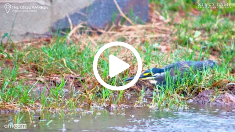 Striated Heron Shows Off Hunting Tactics