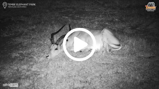 One-Eyed Impala Ram Relaxing & Chewing the Cud