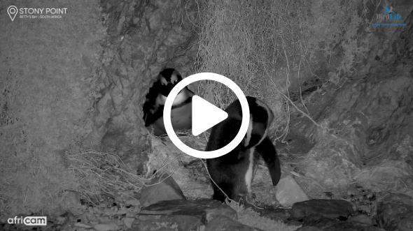Newly Hatched Penguin Chick Gets Its First Meal