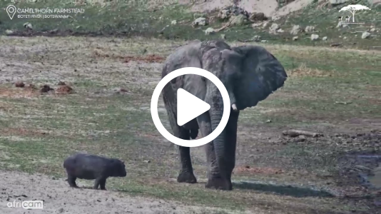 Baby Hippo Stands Up to Elephant Before Mum Comes to the Rescue