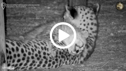 Too Cute to Move: Cheetah Cub’s Perfect Pose