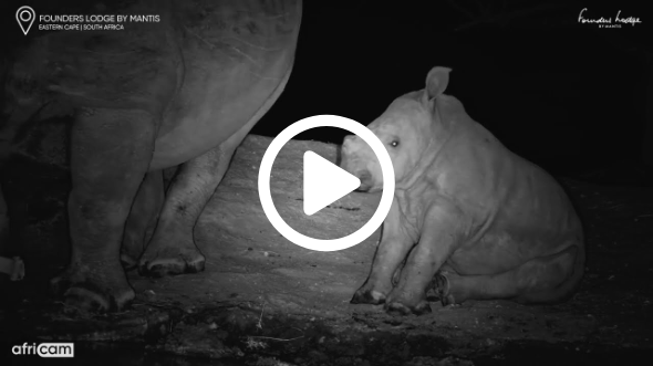 Baby Rhino Waits for Mum to Drink at Night