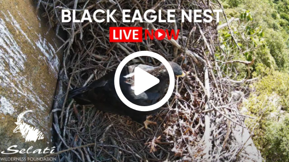 LIVE Black Eagle Nest | Selati Game Reserve & Africam