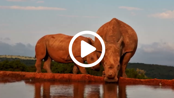 Why Subscribe To Africam
