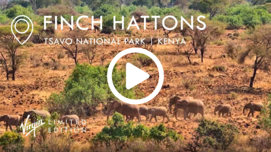 Finch Hattons Live Wildlife Camera | Tsavo National Park
