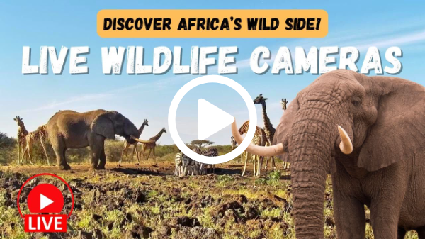 Wild Africa Live - 24/7 LIVE wildlife streams from Africam