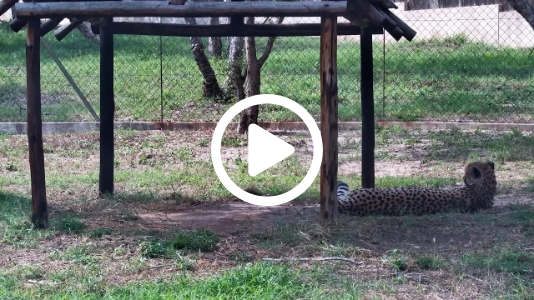 Watch Live: Cheetah Birth at HESC Maternity Boma | Tammy