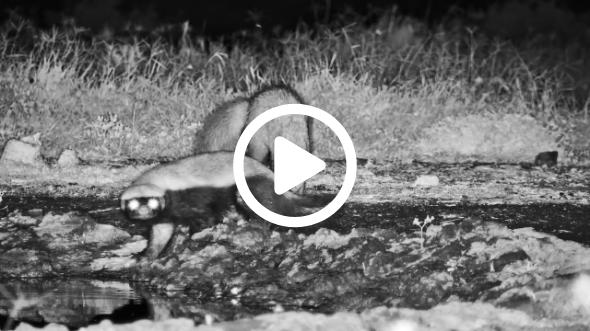 Mongoose vs. Honey Badger!?