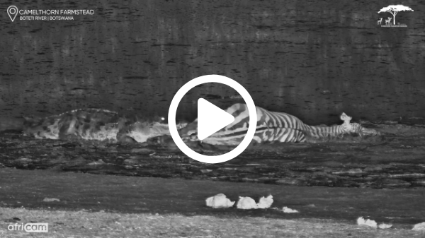 Crocodile’s Death Roll on Zebra Carcass