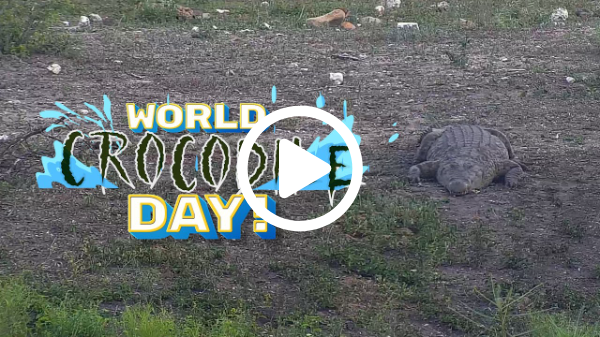 World Crocodile Day | Watch Live Crocodiles on Africam