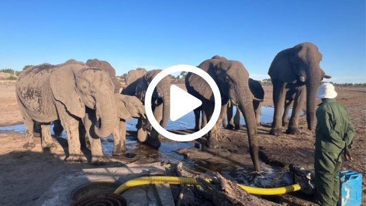 Botswana LIVE | Zebras, Elephants & More on the Boteti River