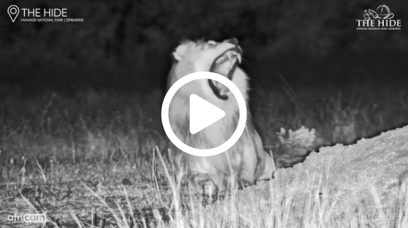 Moto Moto the Hippo Moves Off Two Male Lions