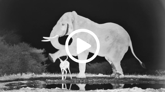 A Grumpy Elephant Kicks Impala!
