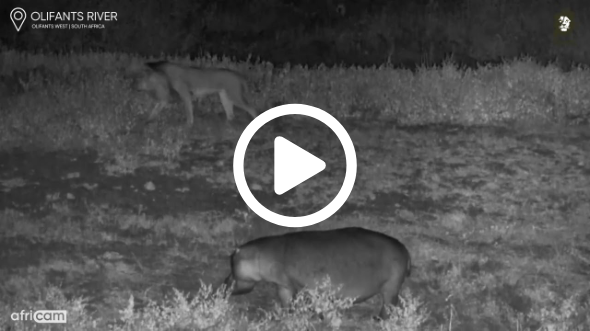 Lion Smacks Baby Hippo’s Bum!