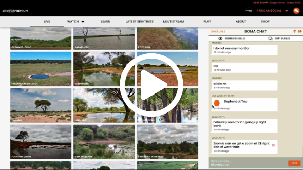 Where to find Boma Chat