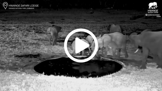 Baby Elephant Falls in Waterhole - Matriarch Comes to the Rescue!