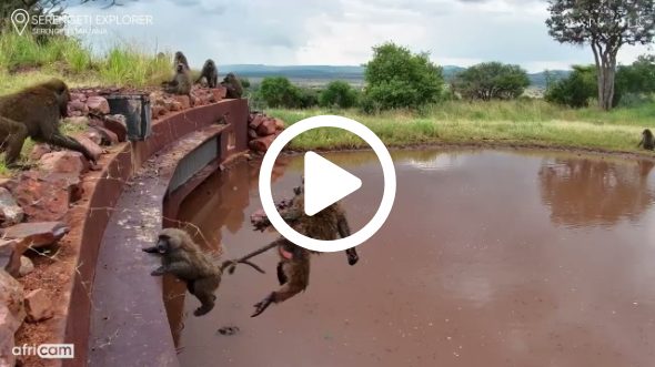 Baboon Pool Party!
