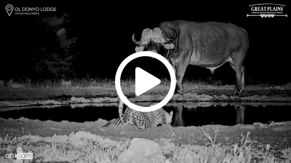 Buffalo Watches A Leopard Drinking