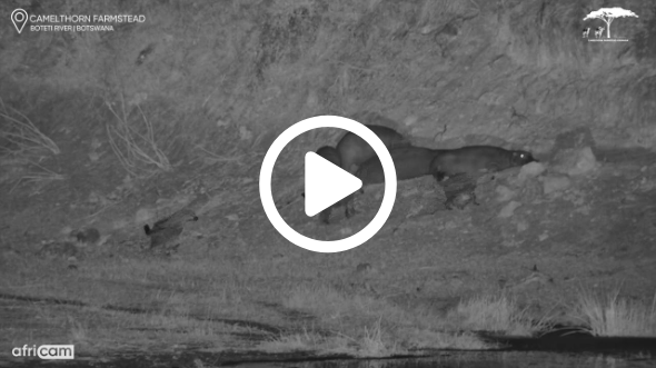 Night Mischief: Spotted Hyenas Wake Up Sleeping Hippos!