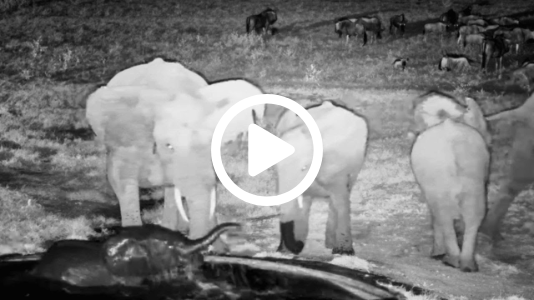Baby Elephant Falls into Water At Night