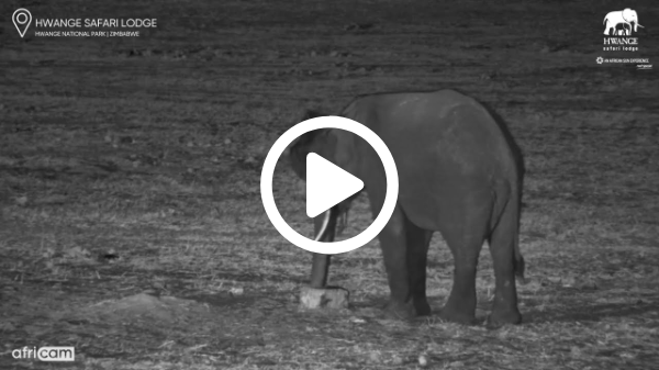 When Elephants Get Creative: Playing with Salt