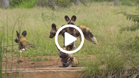 Incredible African Wild Dogs in Action