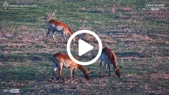 Lechwe Herd Grazing at Oxbow, Selinda Reserve