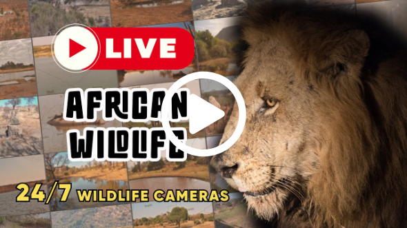 LIVE 24/7: Watch Wild African Animals at Waterholes | Wild Africa Live