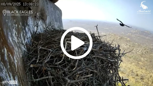 First Flight! Black Eagle Chick Soars with Its Parents