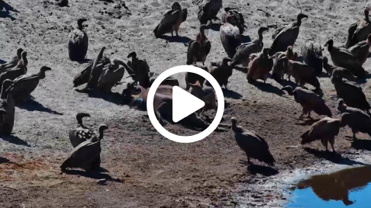 Pregnant Wildebeest Dies at Waterhole - What Happens Next is Nature’s Reality