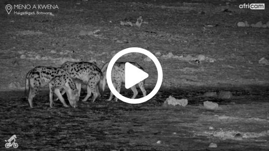 Spotted Hyena Clan Meets Elephant at Meno a Kwena