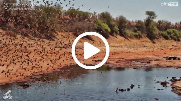A Sky Full of Birds: Stunning Quelea Murmuration