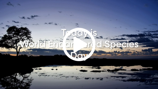 Endangered Species Day 2025 | A Tribute to Wildlife on Africam
