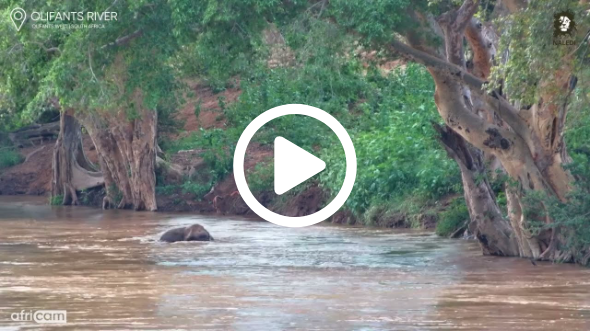 Elephant Floats Down The River