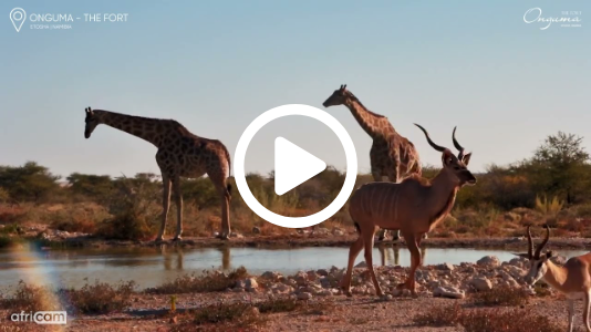 Giraffe Joins Kudu and Springbok at the Waterhole