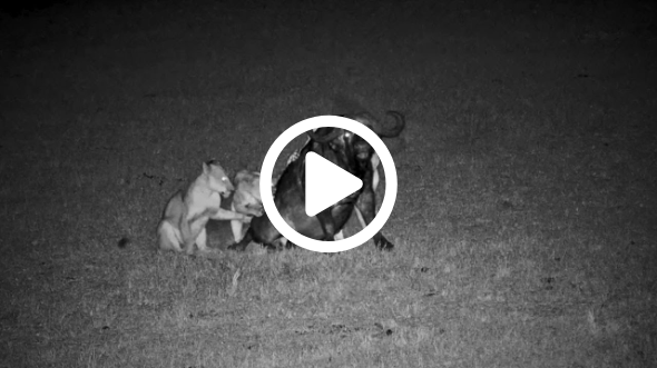 When Lions Strike: Elephants, Hippos & the Circle of Life