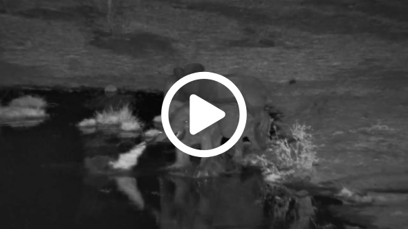 Unbelievable! Elephant Escapes Crocodile Attack!
