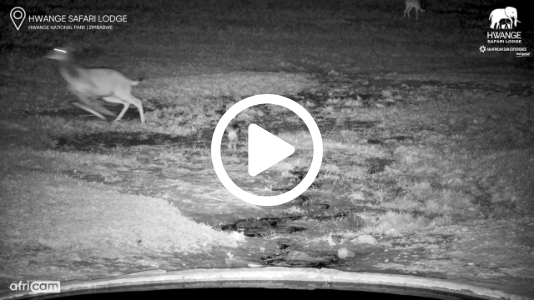 Playful Jackal ‘Pretends’ to Be a Lion While Chasing Kudu
