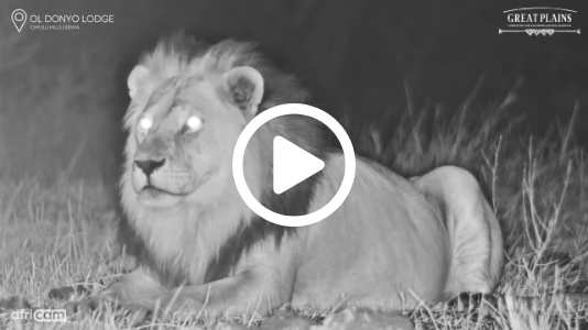 Father and Son Lions Reunite After Powerful Roars in the Night
