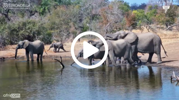 Baby Elephant Zooms Around Waterhole
