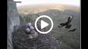 250319 Selati's Verreaux's Eagle Nest Live Stream by the Selati Wilderness Foundation | Camera 1
