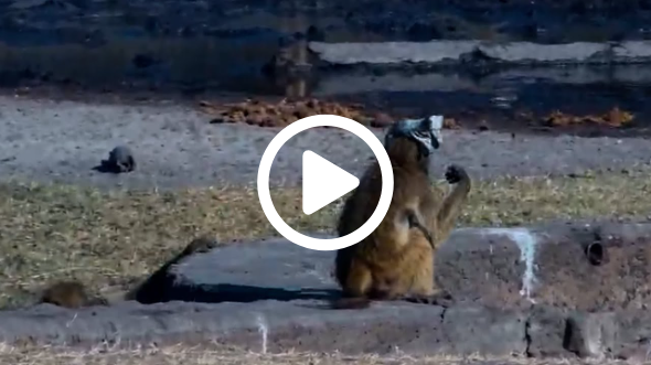 Hilarious Baboon Wearing Underwear on Head